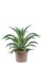 Agave desmettiana