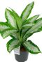 Aglaonema diamond plant