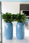 Epipremnum Pinnatum Global Green blad
