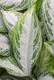 Syngonium Red Spot blad