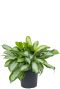 Philodendron Brandtianum