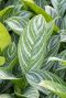 Aglaonema stripes