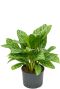 Aglaonema stripes