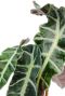 Alocasia polly bladeren