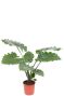 Alocasia Branchifolia Pink Passion blad