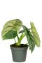 Alocasia stekje