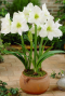 Alocasia Branchifolia Pink Passion stam