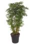 Aralia grote polyscias ming