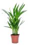 Areca-goudpalm-12cm