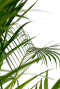 Areca leuke kamerplant