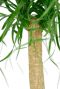 Monstera Siltepecana
