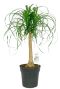 Beaucarnea recurvata olifantenpoot 3