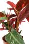 Monstera Siltepecana