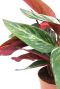 Alocasia Branchifolia Pink Passion blad