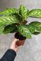Calathea flamestar pauwenplant plant