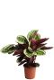 Calathea met grote bladeren