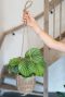 Monstera Siltepecana