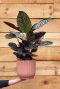 Hoya Krohniana Silver blad