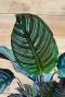 Calathea ornata plant