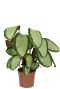 Hoya Krohniana Silver blad