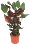 Calathea pruinosa