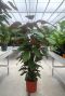 Calathea pruinosa plant