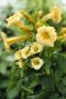 Campsis radicans flava