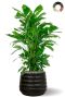Caryota palm in zwarte pot