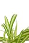 Monstera Siltepecana