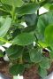 Syngonium Pink Splash