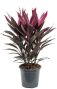 Cordyline tango kamerplant