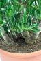 Monstera Siltepecana