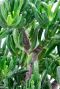 Hoya Krohniana Silver blad