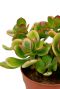 Crassula vetplant 1