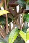 Hoya Krohniana Silver blad