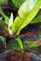 Monstera Siltepecana