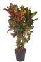 Croton petra grote plant