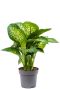 Dieffenbachia seguine reeva