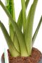 Rhaphidaphora Korthalsii blad