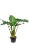 Syngonium Red Spot blad