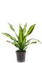 Dracaena burley plant