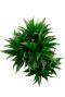 Dracaena compacta drakenbloedboom