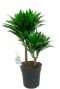 Dracaena compacta kamerplant 5