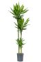 Dracaena fragrans cintho hydro
