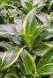 Epipremnum Pinnatum Global Green