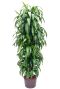 Dracaena hawaiian sunshine kamerplant
