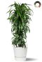 Dracaena hawaiiana in elho pot