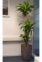 Dracaena in capi plantenbak