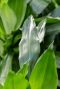 Alocasia Branchifolia Pink Passion blad