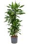 Dracaena janet lind grote hydrocultuur